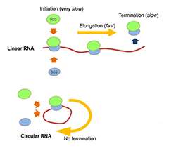 Producing protein from circular RNA in E.Coli