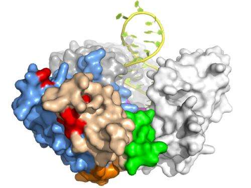 Protein 'motif' crucial to telomerase activity, Wistar researchers say