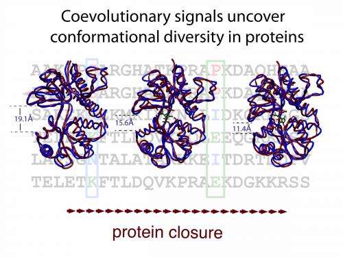Proteins' passing phases revealed
