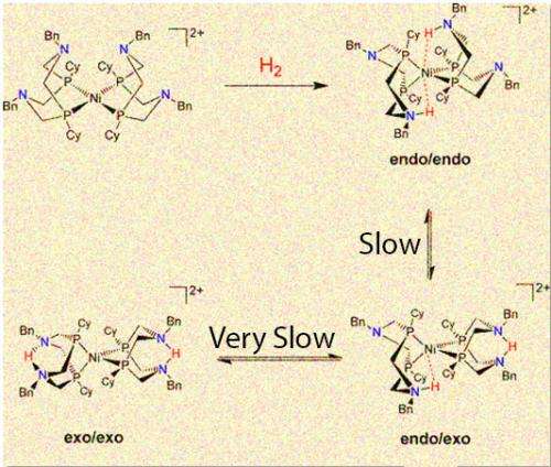 Proton Delivery and Removal Can Speed or Distract Common Catalyst