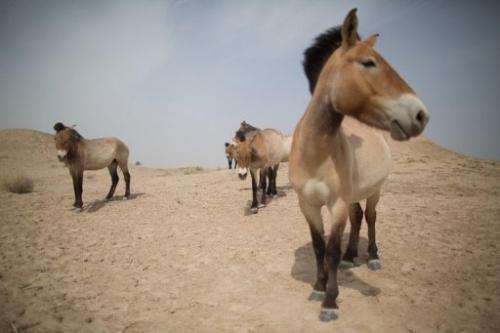 Przewalski's horses, seen at the West Lake national nature reserve in northwestern China, on May 13, 2013