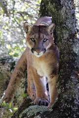 Puma tracking reveals impact of habitat fragmentation