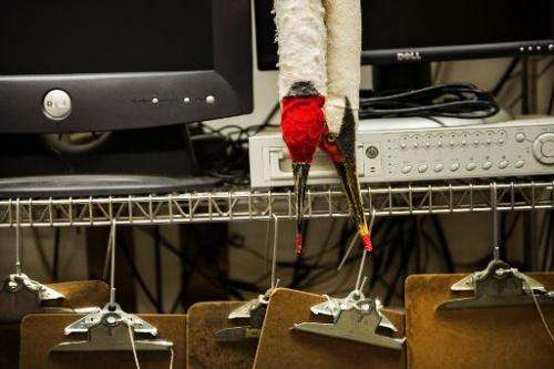 Puppets used for interacting with captive whooping cranes are seen at the US Geological Survey's Patuxent Wildlife Research Cent