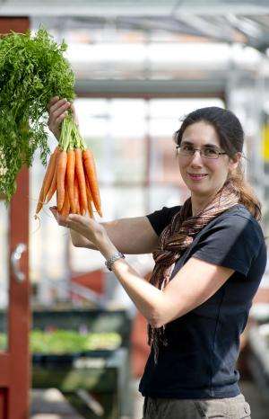Purple and white carrots help preserve the future of the orange variety