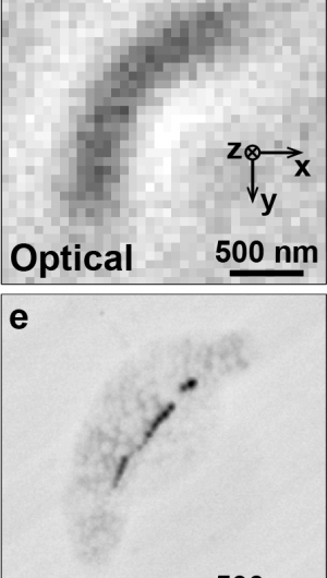 Quantum-assisted nano-imaging of living organism is a first