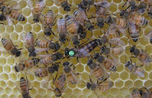 Queen bee's honesty is the best policy for reproduction signals