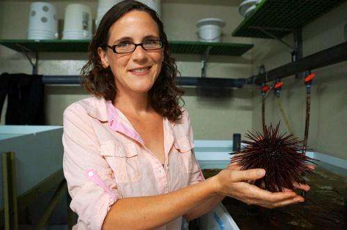 Rapid adaptation is purple sea urchins' weapon against ocean acidification