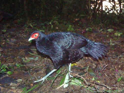 Rare pheasant snapped in Sumatra