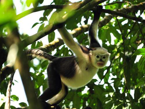 Rare reversal of decline in number of Tonkin snub-nosed monkeys
