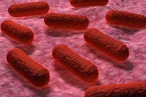 Rare salmonellosis strain detected