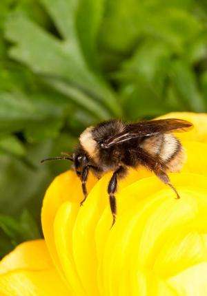 Rare western bumblebee creates a buzz on the Front Range