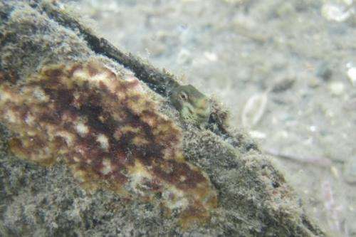 Razor clam research has a sharp edge