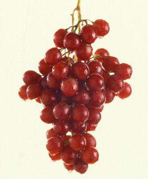 Red grapes, blueberries may enhance immune function