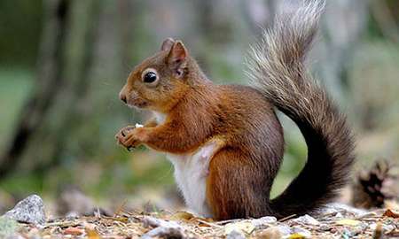 Red Squirrels showing resistance to squirrelpox