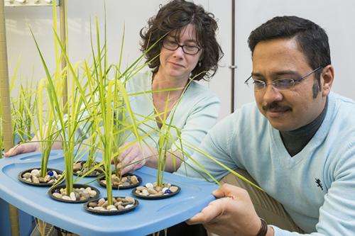 Reducing arsenic in food chain: Soil may harbor answer to reducing arsenic in rice
