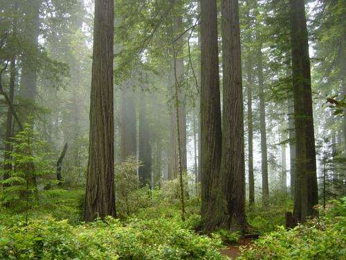 Redwood trees reveal history of West Coast rain, fog, ocean conditions