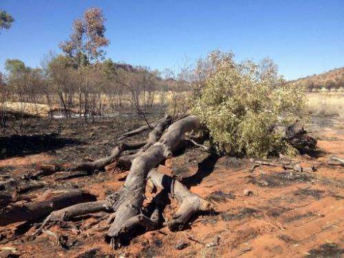 Remains of Ghost Gum trees, painted many times by the late Aboriginal artist Albert Namatjira, seen on January 3, 2013