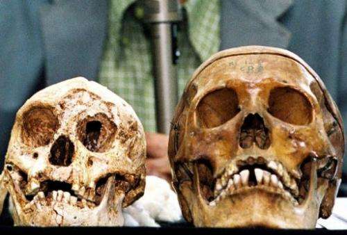 Remains of Indonesia's hobbit-sized humans (L) and modern human (R) in Yogyakarta, on November 5, 2004