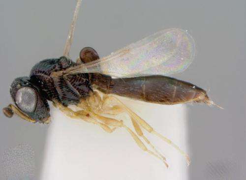 Remarkable 32 new wasp species from the distinctive Odontacolus and Cyphacolus genera