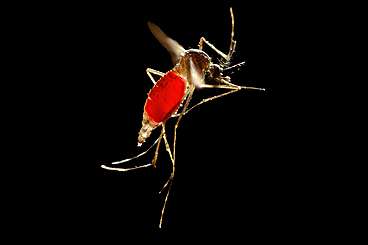 Research advances therapy to protect against dengue virus