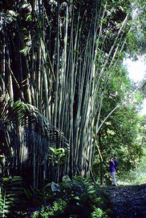 Researcher helps solve 5,000-year-old mystery: Team deciphers the Bamboo family tree