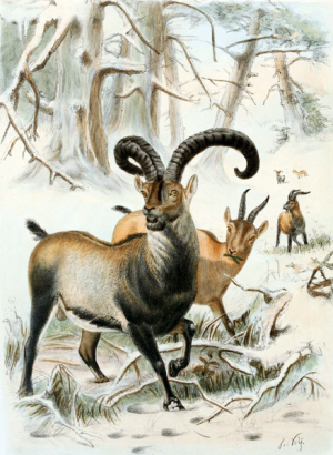 Researchers in Spain to attempt to clone extinct mountain goat
