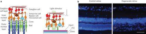 Researchers restore light sensitivity to retina using polymer-based optoelectronic interface
