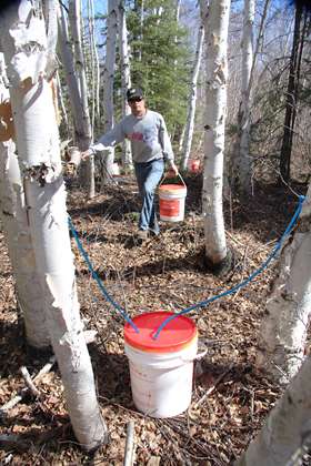 Researchers tap potential of walnut and birch trees