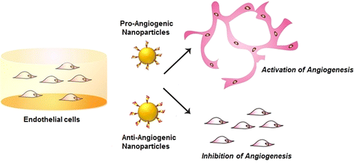 Researchers use nanoparticles to speed up or slow down angiogenesis