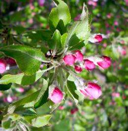 Research in the News: Previously unknown world of life found on common apple blossom