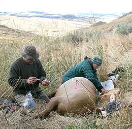 Research: Migration No Longer Best Strategy for Yellowstone Elk