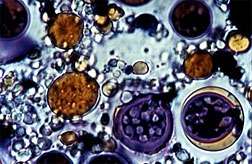 Research reveals potential for producing liquid fuels using microalgae