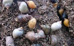 Research sheds new light on pollution and sex-change whelks
