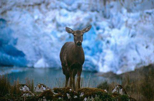 Resurgence of endangered deer in Patagonian 'Eden' highlights conservation success