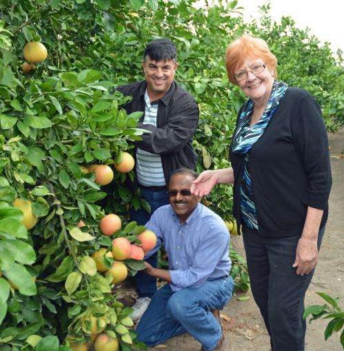 Retired scientist ignites 'Orange revolution' to fight citrus greening