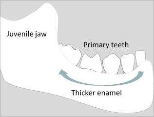 Revealed: how enamel protects children's teeth
