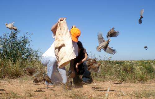 Reversing the decline of Texas quails