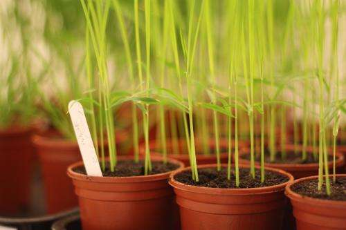 Rice blast research reveals details on how a fungus invades plants