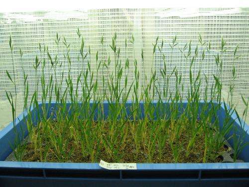 RIKEN BioResource Center to provide seeds of model cereal plant