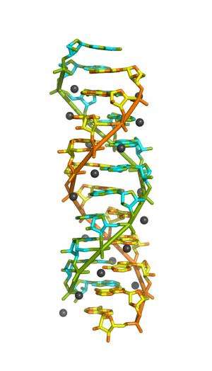 RNA double helix structure identified using synchrotron light