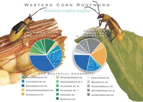 Rotation-resistant rootworms owe their success to gut microbes