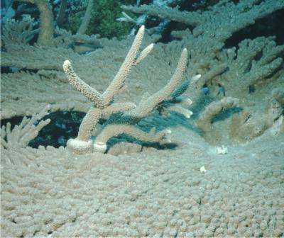 Safety in numbers? Not so for corals