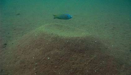 Sandcastle-building fish offer evolution clue