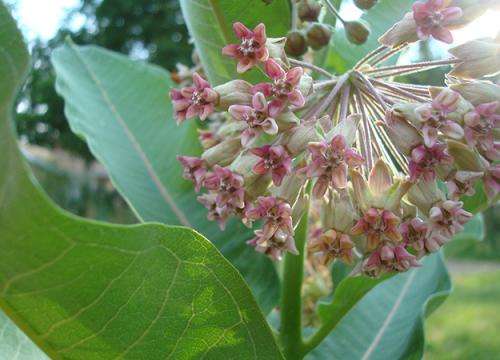 Save the milkweed, save the monarch