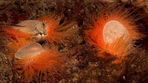 Scapa Flow reveals rare sighting of Flame Shell molluscs