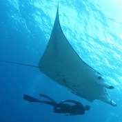 Science and industry join forces to unveil manta ray mysteries