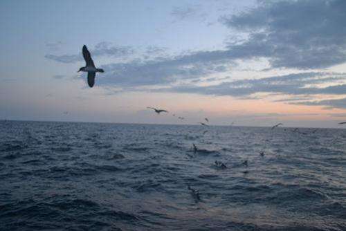 Scientific campaigns to reduce the incidental catch of seabirds by Mediterranean longline fisheries