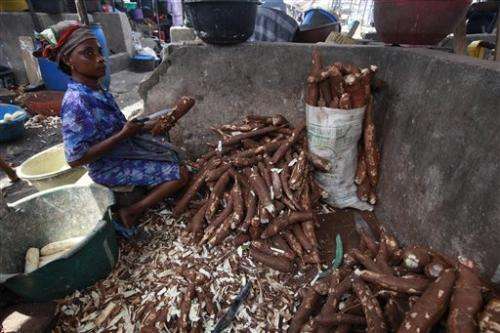 Scientist: Cassava disease spread at alarming rate