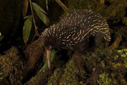 Scientists discover that for Australia the long-beaked echidna may not be a thing of the past