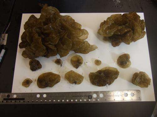 Scientists document first expansion of 'sea potato' seaweed into New England